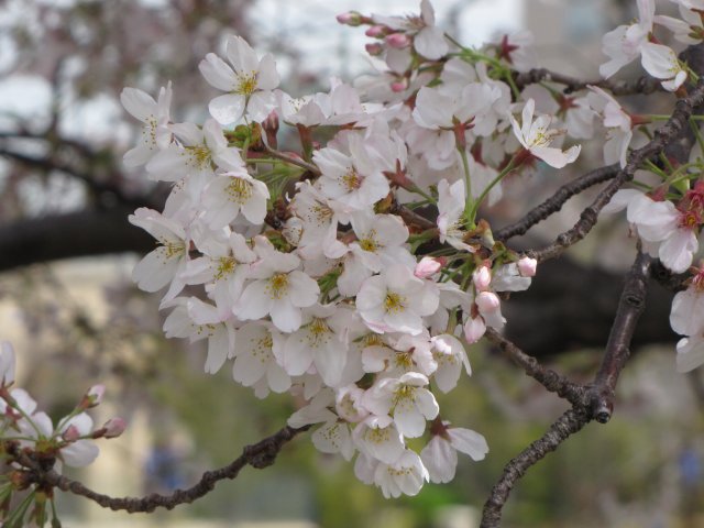 Sakura 4